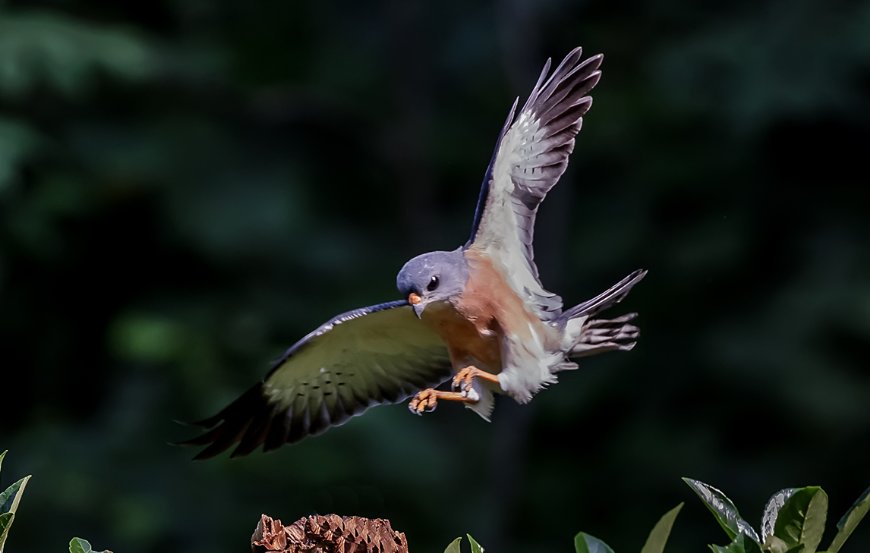 鹰的品种有哪些？
