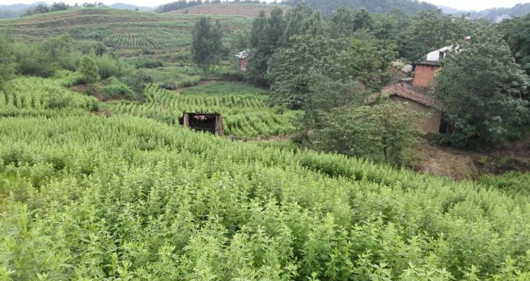 在农村种植艾草前景如何？