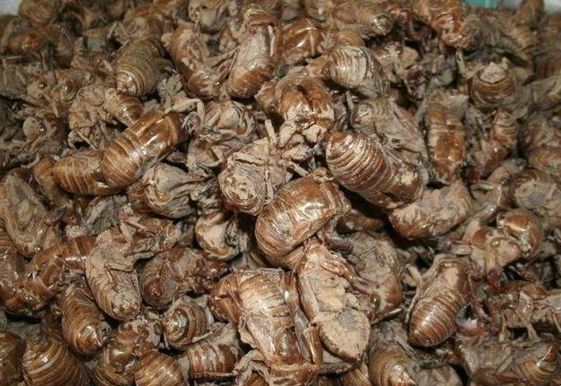 知了壳多少钱1斤？