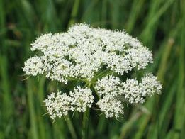 蛇床花一般在什么时候开放呀？