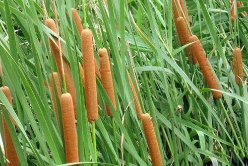 菖蒲的功效与作用？