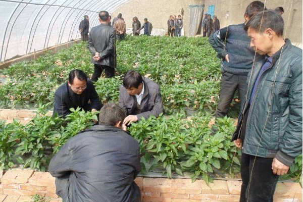 氯化苦是什么，有毒吗？