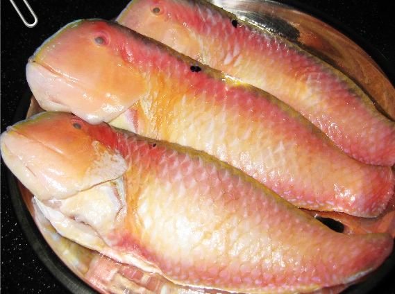 鹦哥鱼的简介是什么？