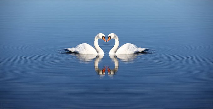 天鹅一般代表什么意义啊？