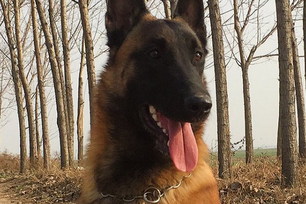 狼狗、德牧（黑背）的区别