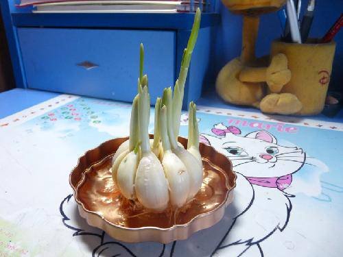 蒜苗的生长过程