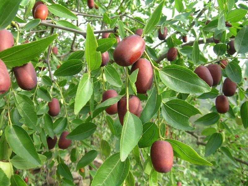 枣树嫁接的最佳时间段是什么时候？如何嫁接？