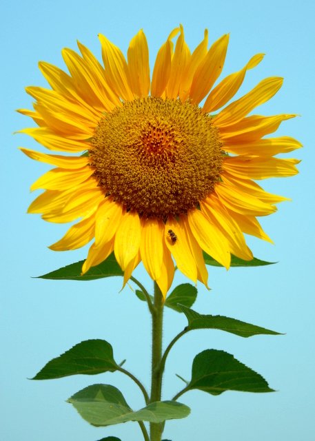 矮向日葵怎么种啊- 谁能教教我。