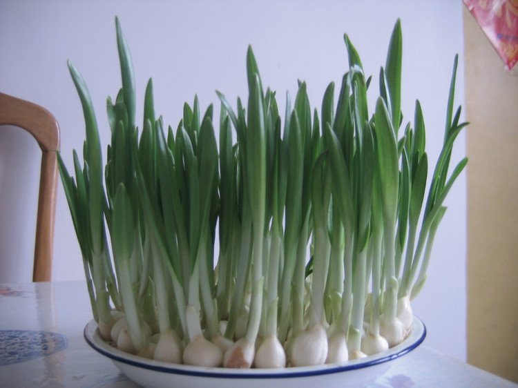 蒜苗的生长过程