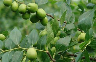 枣树嫁接的最佳时间段是什么时候？如何嫁接？