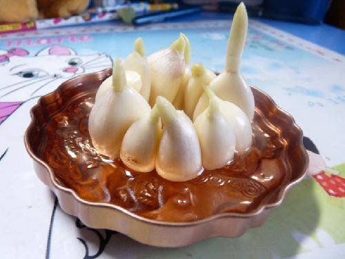 蒜苗的生长过程