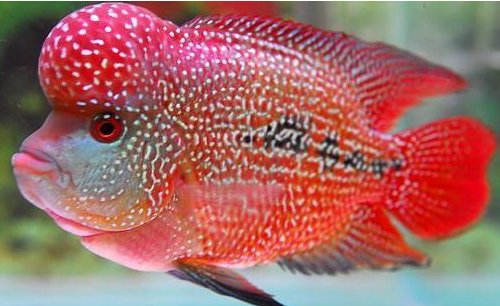 麒麟鹦鹉鱼怎么养