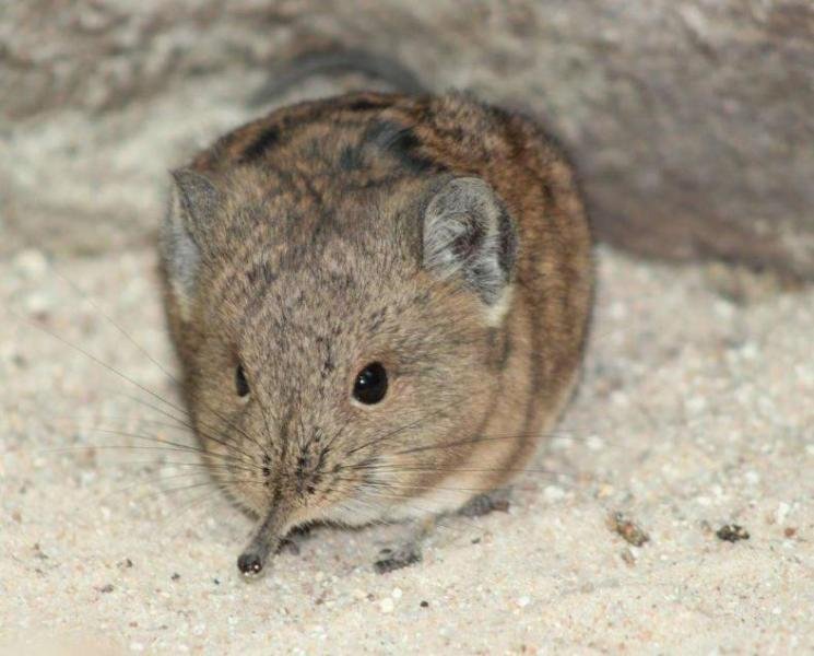 象鼩为什么会被称为“世界上最小的大象”？