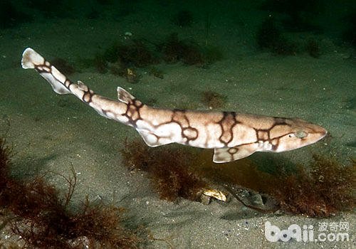 世界上的鲨鱼种类有多少种？