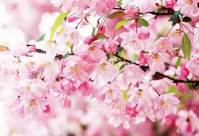 《雨巷》全诗表达了作者怎样的思想感情？