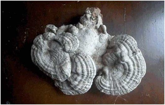 棺材菌是什么东西？