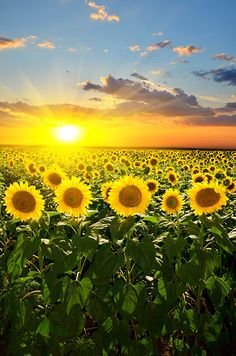 矮向日葵怎么种啊- 谁能教教我。