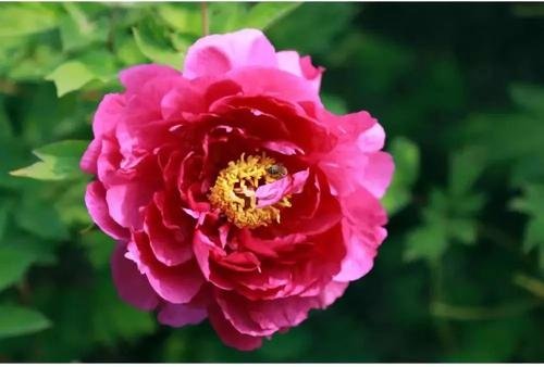 人大代表连续4年建议牡丹为国花，此代表为何这么执着？