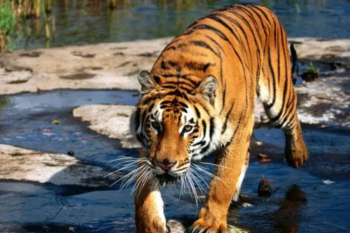 光杆司令是什么生肖?