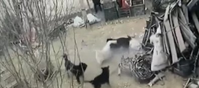 4只黑狗围攻1只大鹅结果被翻盘,当时的场景是怎样的?