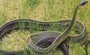 世界上最大的乌梢蛇长56米有碗口粗的乌梢你见过吗