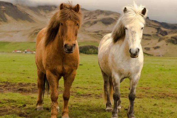 请人捉刀打一动物生肖