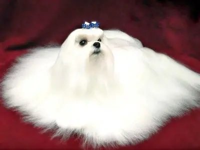 马尔济斯不好养吗?原因是什么?