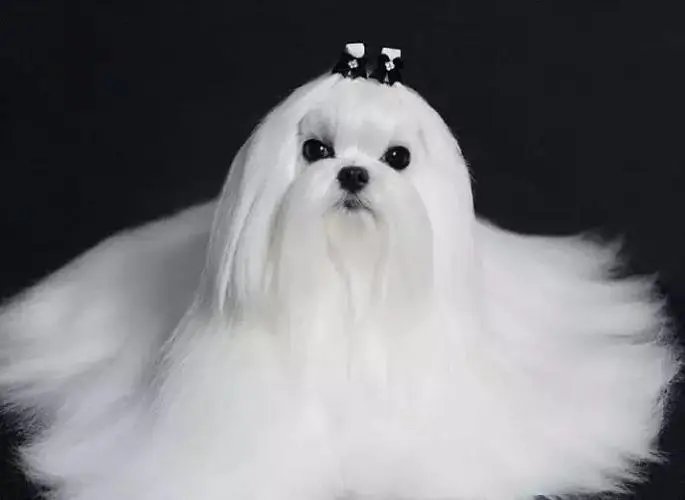 马尔济斯不好养吗?原因是什么?