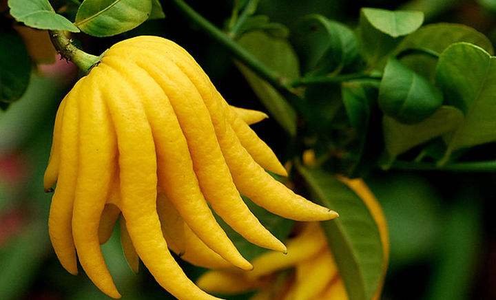 fu二声 佛除了可以组词 仿佛 还能组成哪些词