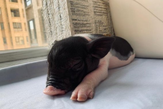 出家弃俗是指什么动物