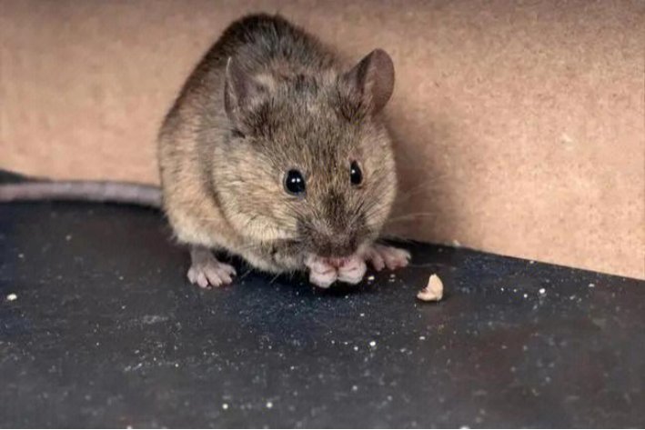 霜露之疾是指什么生肖的动物