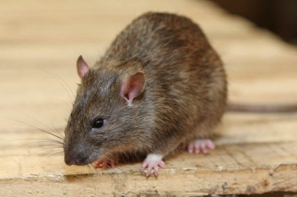 欺世惑俗形容什么生肖