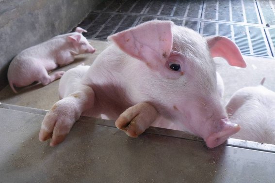 芬芳人间打准确生肖