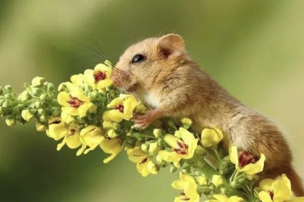 臭名昭著打一动物生肖