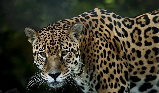 瞒豹事件动物园繁育场增设2道闸门，这可以有效避免豹子逃跑吗？