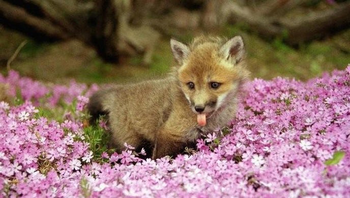 生命奇迹小狐狸的剧情简介