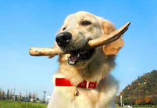 网红小狗主人称没有虐狗，都是表演，你认为虐狗行为应该加入法典吗?