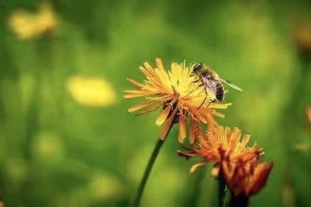 美国又现杀人大黄蜂！官方紧急宣布寻找蜂巢，特朗普为何沉默了？