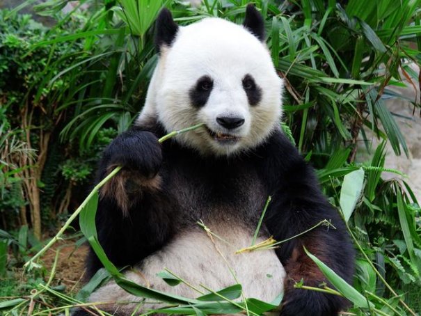 原来熊猫的笑声这么粗犷吗