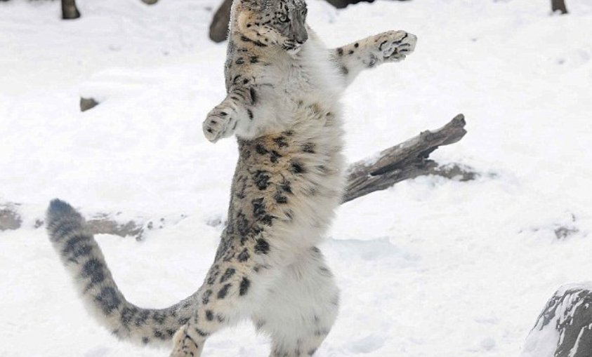 雪豹长长的尾巴最重要的作用是什么