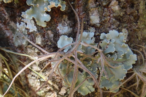 原植体植物名词解释