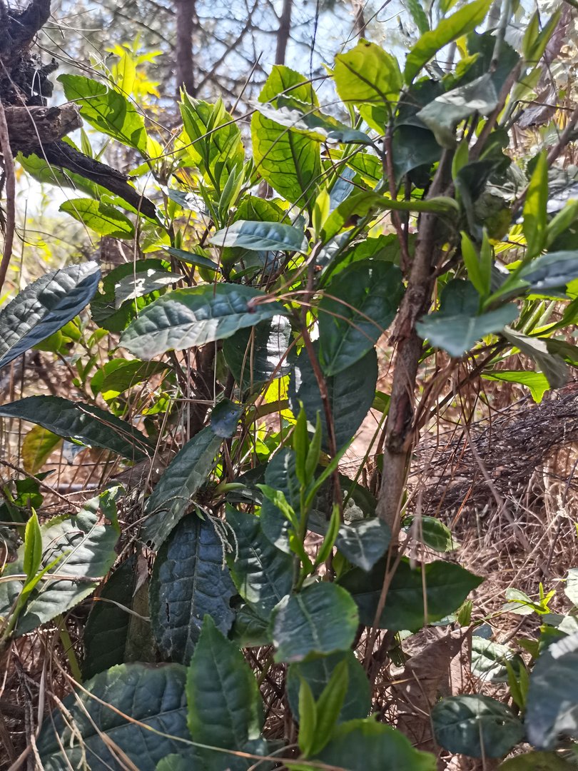 男生对女生说想吃你，是什么意思？