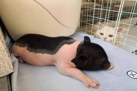 出家弃俗是指什么动物