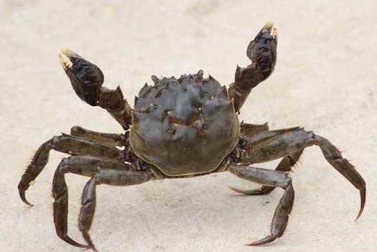 什么过街横行霸道?歇后语?