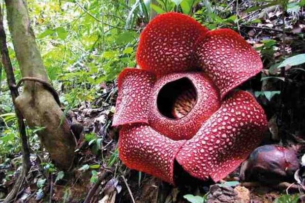 印尼村民发现臭尸百合，这种植物的生长环境是怎样的？