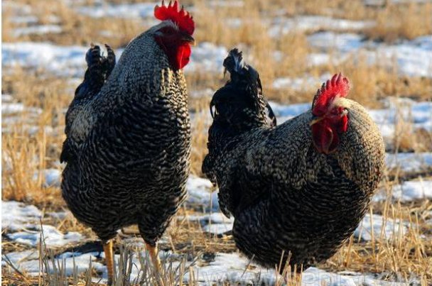 再当冯妇打一数字生肖