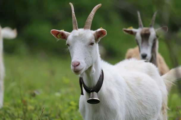 再当冯妇打一数字生肖