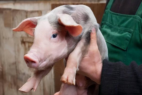 芬芳人间打准确生肖
