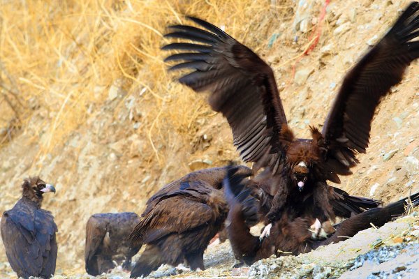 以强凌弱是指什么生肖