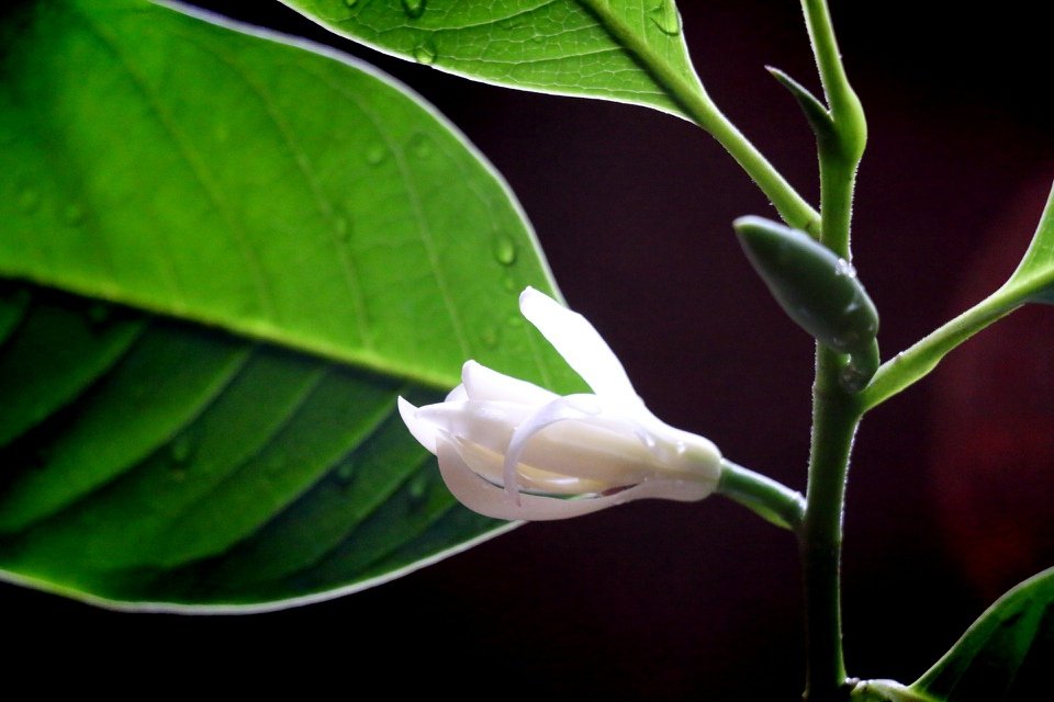 幽幽黄桷兰的栽培管理